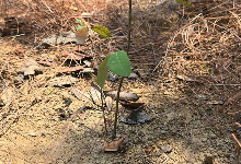 Impact Project Image